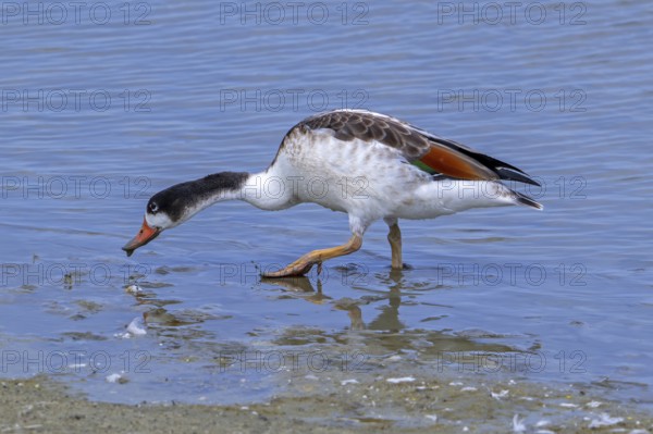 Common shelduck (Tadorna tadorna, Anas tadorna) juvenile foraging in shallow water along muddy pond shore at saltmarsh, salt marsh in summer