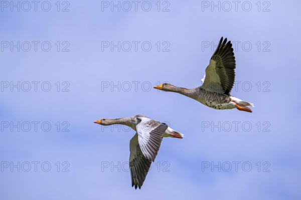 Two greylag geese, graylag goose pair (Anser anser) flying against cloudy sky in summer