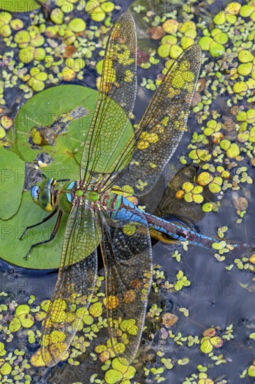Emperor dragonfly, blue emperor (Anax imperator, Anax formosa) female with blue abdomen laying eggs in water of brook in summer