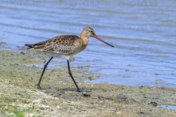 Black-tailed godwit (Limosa limosa) in breeding plumage foraging along muddy lake shore of pond in wetland in summer