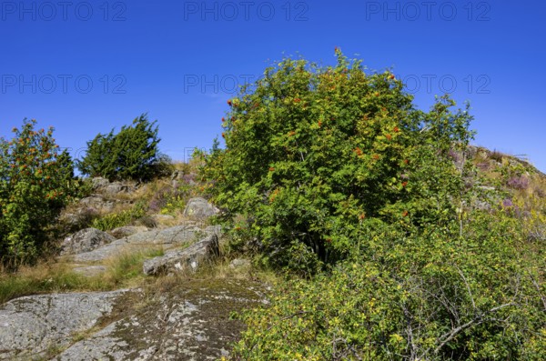 Wild mountain ash, Sorbus aucuparia, growing on granite rocks on the beach promenade of Uddevalla, Bohuslän, Västra Götalands län, Sweden