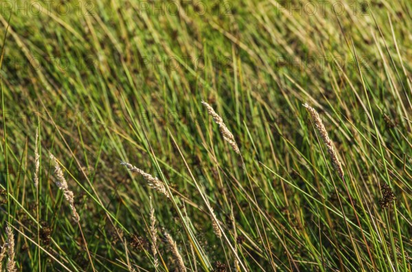 Grasses in the evening light in a meadow in a rural setting near Henan on Orust, Bohuslän, Västra Götalands län, Sweden