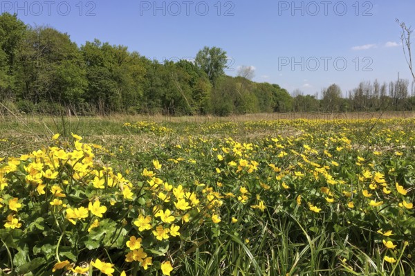 Large field with wildflowers in the foreground Buttercups, Ranunculus acris, North Rhine-Westphalia, Germany