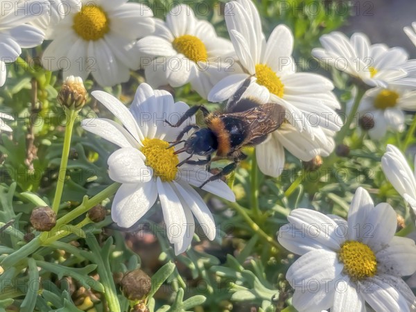Close-up of ground bumblebee (Bombus terrestris) sitting on flower of large-flowered daisy (Leucanthemum) sucking nectar, Germany