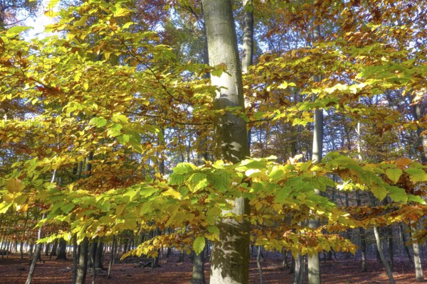 Close-up of colourful leaves of deciduous trees colourful leaves changing colour after hot dry summer beginning of autumn, Germany