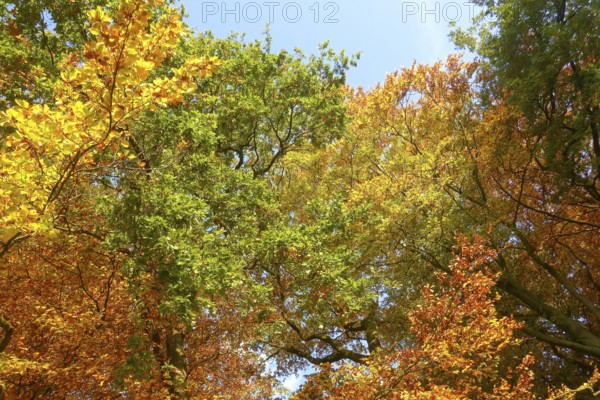 Colourful leaves Colourful leaves change colour on deciduous trees in late summer Golden autumn beginning of autumn, Germany