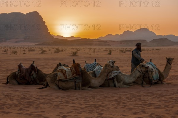 Several camels dromedaries (Camelus dromedarius) for tourists lie in the sand of Wadi Rum desert during sunset, Wadi Rum, Jordan