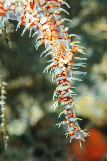 Extreme close-up of head of harlequin ghost pipefish (Solenostomus paradoxus) Harlequin ghost pipefish Jewelled ghost pipefish, Andaman Sea, Phuket, Thailand