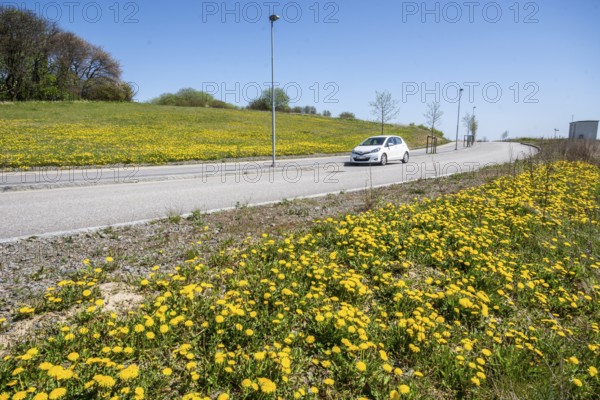 Dandelions in spring on the roadside and car on the road in Ystad, Skåne County, Sweden, Scandinavia
