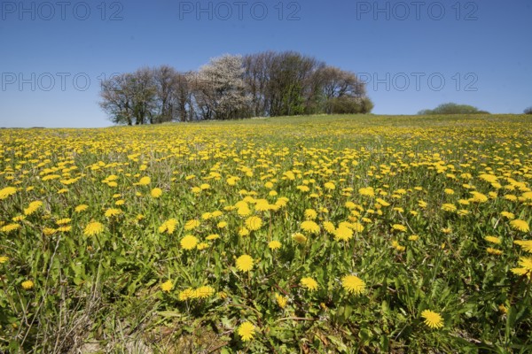 Field of dandelions in spring in Ystad, Skåne County, Sweden, Scandinavia