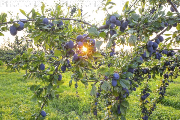Plum tree in summer with ripe fruit and radiant sun star