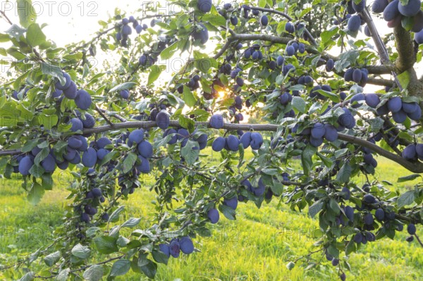 Plum tree shortly before harvest in summer with ripe fruit and radiant sun star