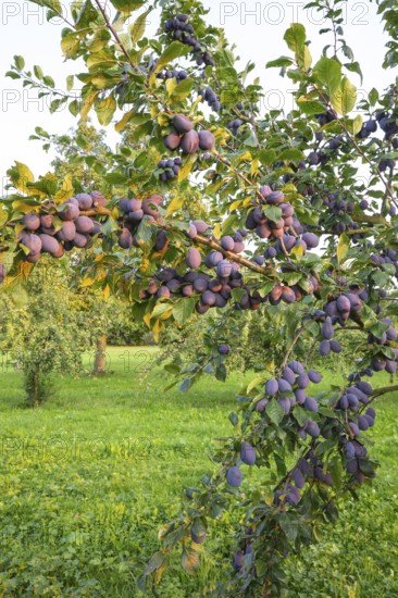 Plum tree illuminated by the sun in summer with ripe fruit shortly before harvesting