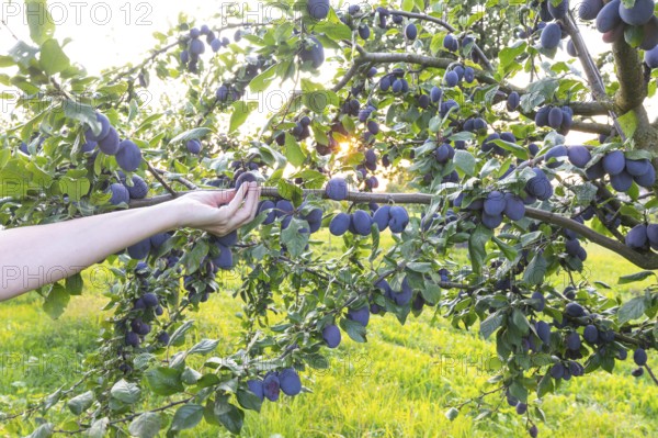 A hand reaches for a plum on a tree in summer with ripe fruit and a radiant sun star