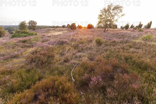 Beautiful sunset over the blooming heath on Wilseder Berg, Lüneburg Heath