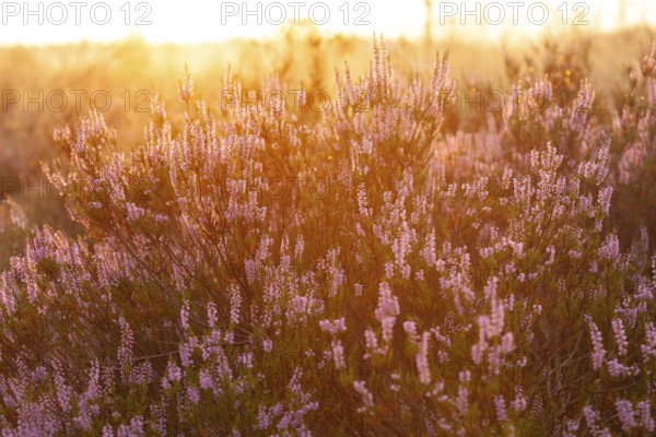 Bell heather (Erica tetralix) in the Lüneburg Heath in the yellow-red morning light at sunrise