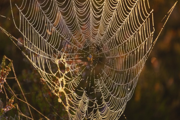 Cross spider in a dewdrop spider web with sundew in the Lüneburg Heath at sunrise