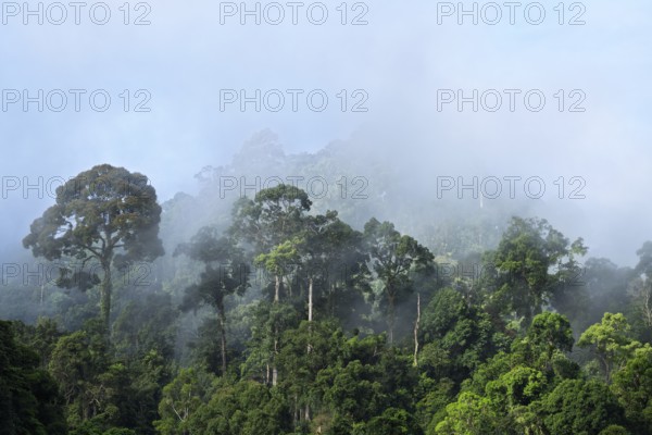 View into the cloudy rainforest, Lahad Datu, Sabah, Malaysia