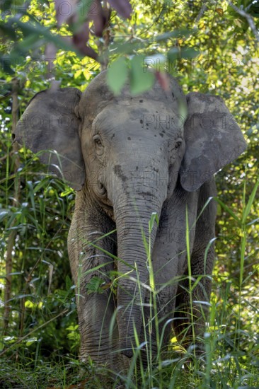 Borneo pygmy elephant (Elephas maximus borneensis), Kota Kinabatangan, Sabah, Malaysia