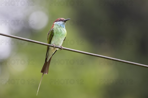 Malayan Bee-eater (Merops viridis), Lahad Datu, Sabah, Malaysia