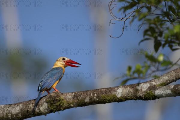 Cranesbill Kingfisher (Pelargopsis capensis), Kota Kinabatangan, Sabah, Malaysia