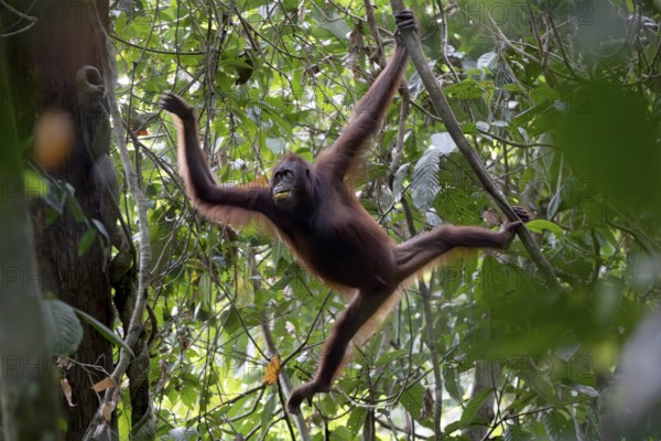Bornean orangutan (Pongo pygmaeus), swinging from branch to branch, Lahad Datu, Sabah, Malaysia