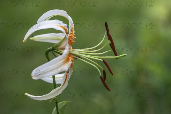 Lily blossom (Lilium Colour Dance), Emsland, Lower Saxony, Germany