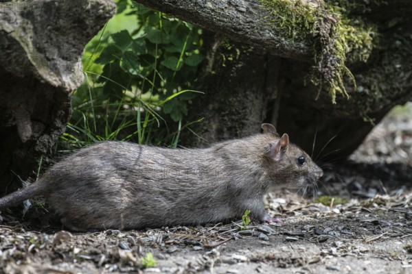 Norway rat (Rattus norvegicus), Emsland, Lower Saxony, Germany