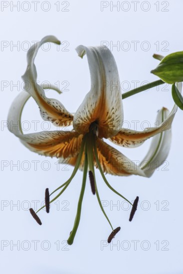 Lily blossom (Lilium Colour Dance), Emsland, Lower Saxony, Germany