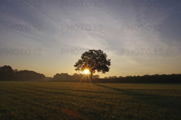 Landscape, deciduous tree, meadow, sunrise, sunbeams, light, North Rhine-Westphalia, Germany, Beautiful sunbeams shine from behind a single oak tree in August