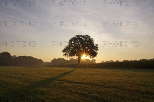 Landscape, deciduous tree, meadow, sunrise, sunbeams, light, North Rhine-Westphalia, Germany, The rising sun in August casts the shadow of an oak tree on the mown meadow