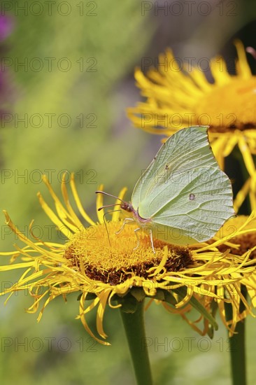 Lemon butterfly (Gonepteryx rhamny) on a yellow flower of a Great Telekie (Telekia speciosa), close-up, Wilnsdorf, North Rhine-Westphalia, Germany