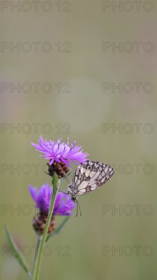 Checkerspot butterfly (Melanargia galathea) in a meadow knapweed (Centaurea jacea), underside of wing, macro photograph, Wilnsdorf, North Rhine-Westphalia, Germany