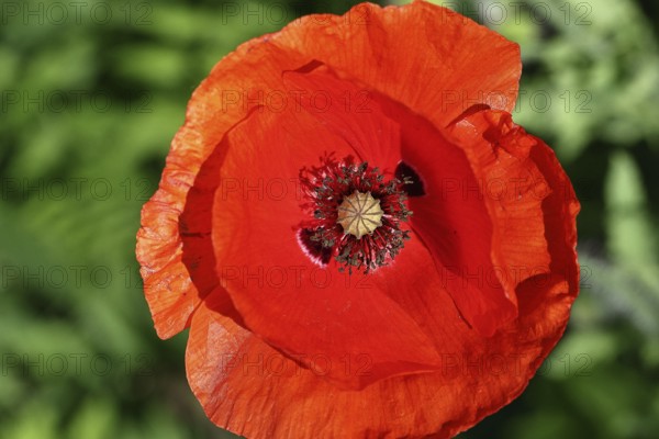 Red poppy (Papaver rhoeas), red flower in a natural garden, Wilnsdorf, North Rhine-Westphalia, Germany