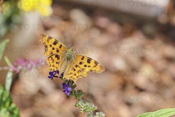 C-moth (Polygonia C-album), on butterfly bush (Buddleja davidii), close-up, macro photo, Wilnsdorf, North Rhine-Westphalia, Germany