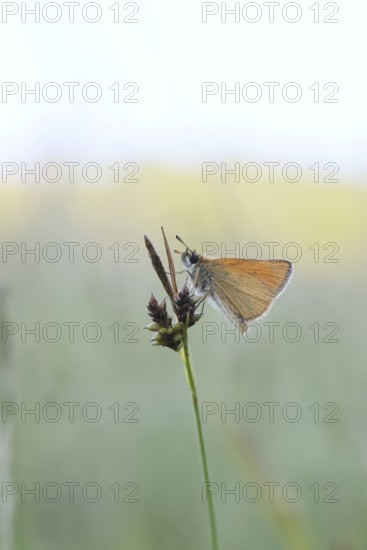 Large skipper (Ochlodes sylvanus, Augiades sylvanus), resting in the evening on a blade of grass in a meadow, close-up, macro photograph, Wilnsdorf, North Rhine-Westphalia, Germany