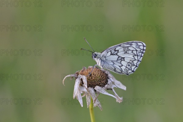 Checkerspot butterfly (Melanargia galathea) on a faded flower, underside of wings, macro photograph, Wilnsdorf, North Rhine-Westphalia, Germany