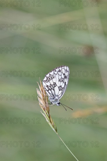 Checkerspot butterfly (Melanargia galathea) on a blade of grass, underside of wings, macro photograph, Wilnsdorf, North Rhine-Westphalia, Germany