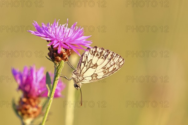 Checkerspot butterfly (Melanargia galathea) in a meadow knapweed (Centaurea jacea), underside of wing, macro photograph, Wilnsdorf, North Rhine-Westphalia, Germany