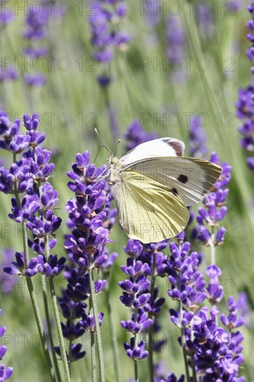 A Cabbage butterfly (Pieris brassicae) sucking nectar on the flower of true lavender (Lavandula angustifolia), in a natural environment in the wild, nice bokeh in the background, wildlife, insects, butterflies, butterflies, Wilnsdorf, North Rhine-Westphalia, Germany