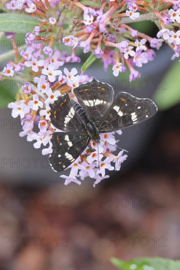 Land carder (Araschnia levana), summer generation, open wings, on summer lilac (Buddleja davidii), butterfly bush, in a natural environment in the wild, close-up, wildlife, insects, butterflies, butterflies, Wilnsdorf, North Rhine-Westphalia, Germany