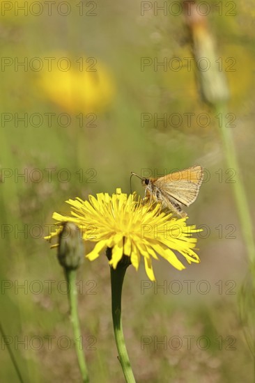 Large skipper (Ochlodes sylvanus, Augiades sylvanus), on Hieracium lachenalii in a meadow, close-up, macro photograph, Wilnsdorf, North Rhine-Westphalia, Germany