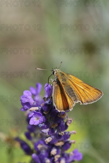Large skipper (Ochlodes venatus), collecting nectar from a flower of Common lavender (Lavandula angustifolia), close-up, macro photograph, Wilnsdorf, North Rhine-Westphalia, Germany