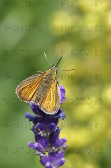 Large skipper (Ochlodes venatus), collecting nectar from a flower of Common lavender (Lavandula angustifolia), nice bokeh in the background, wildlife, insects, butterflies, butterfly, close-up, macro shot, Wilnsdorf, North Rhine-Westphalia, Germany