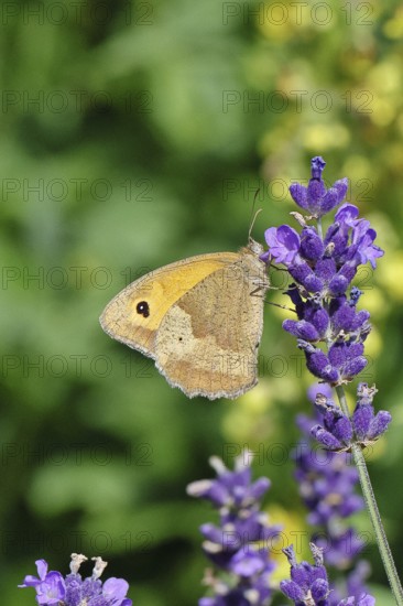 Meadow Brown (Maniola jurtina), on a lavender flower (Lavandula angustifolia), collecting nectar from a flower of the true lavender (Lavandula angustifolia), nice bokeh in the background, Wildlife, Insects, Butterflies, Butterfly, Close-up, Macro shot, Wilnsdorf, North Rhine-Westphalia, Germany