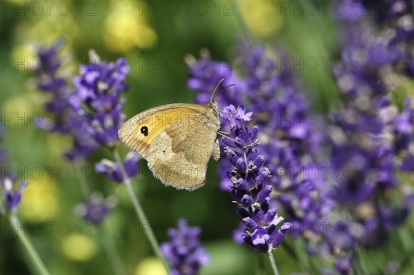Meadow Brown (Maniola jurtina), on a lavender flower (Lavandula angustifolia), collecting nectar from a flower of the true lavender (Lavandula angustifolia), nice bokeh in the background, Wildlife, Insects, Butterflies, Butterfly, Close-up, Macro shot, Wilnsdorf, North Rhine-Westphalia, Germany