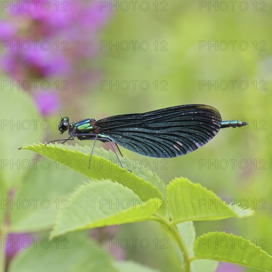 Blue-winged damselfly (Calopteryx virgo), male, on a leaf at a garden pond, close-up, Wilnsdorf, North Rhine-Westphalia, Germany