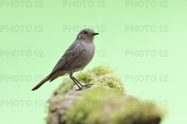 Black redstart (Phoenicurus ochruros), female, on a moss-covered tree stump in a garden, Wilnsdorf, North Rhine-Westphalia, Germany