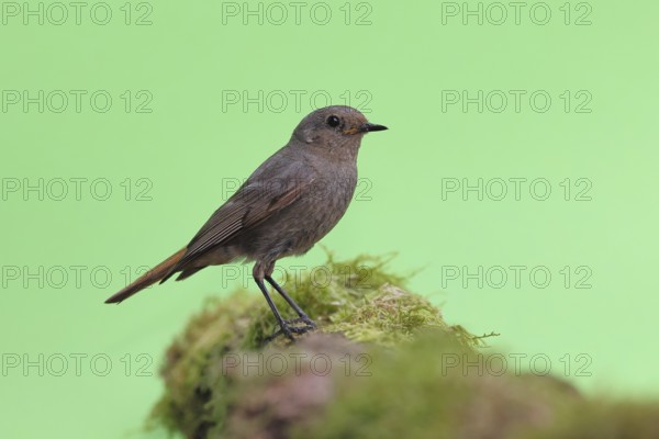 Black redstart (Phoenicurus ochruros), female on a moss-covered tree stump in a garden, Wilnsdorf, North Rhine-Westphalia, Germany