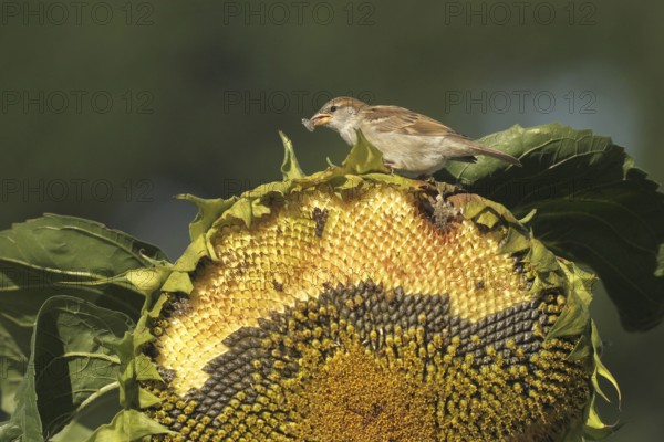 House sparrow (Passer domesticus) fledgling eating ripe seeds on a sunflower (Helianthus annuus) Allgäu, Bavaria, Germany, Allgäu, Bavaria, Germany